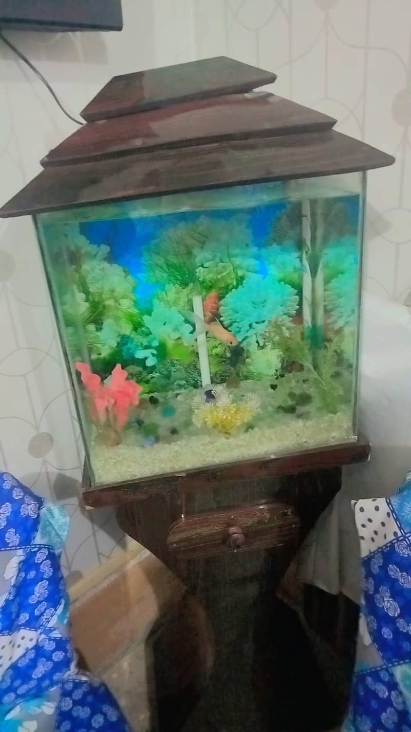 fish box 2