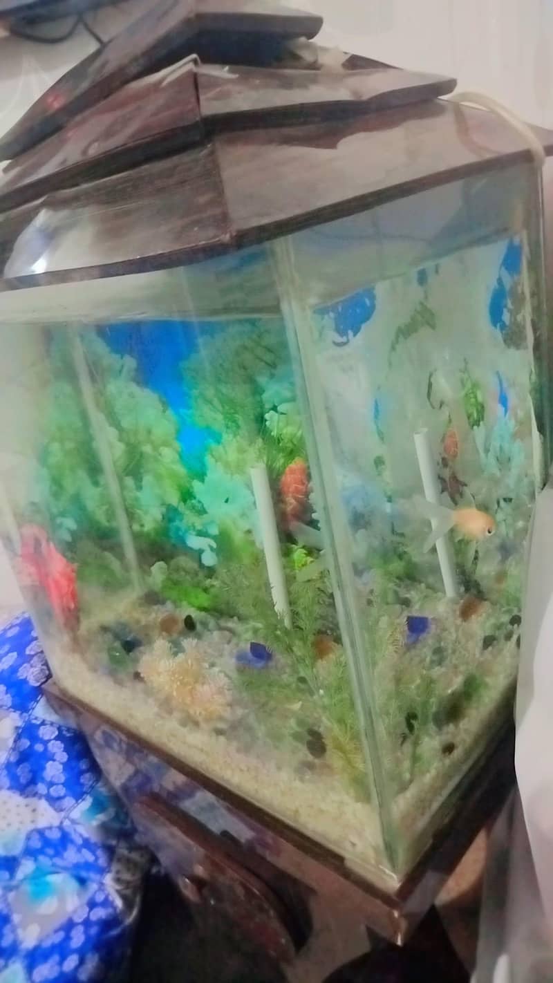 fish box 3