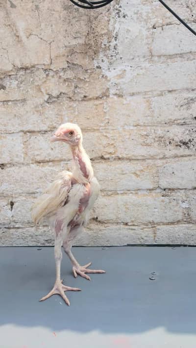 pure Heera Aseel chick