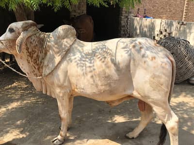 cholistan vip wacha