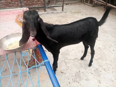 Beetal Quality Wali chez ha 03204123573