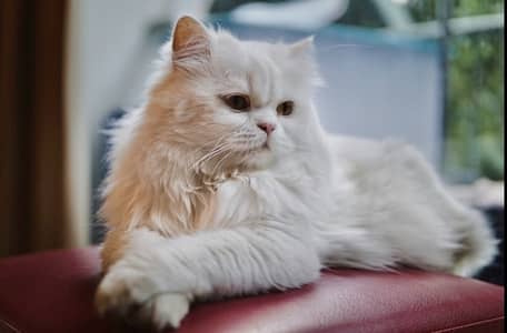 Pregnant percian cat