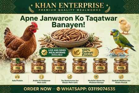 mealworms / live _dry & beetles | birds best food