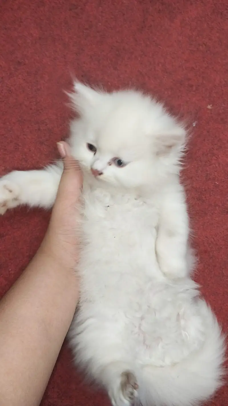 pure Persian Kittens | Triple Coat | Odd Eye | Punch Face_ fluffy cute — photo 2