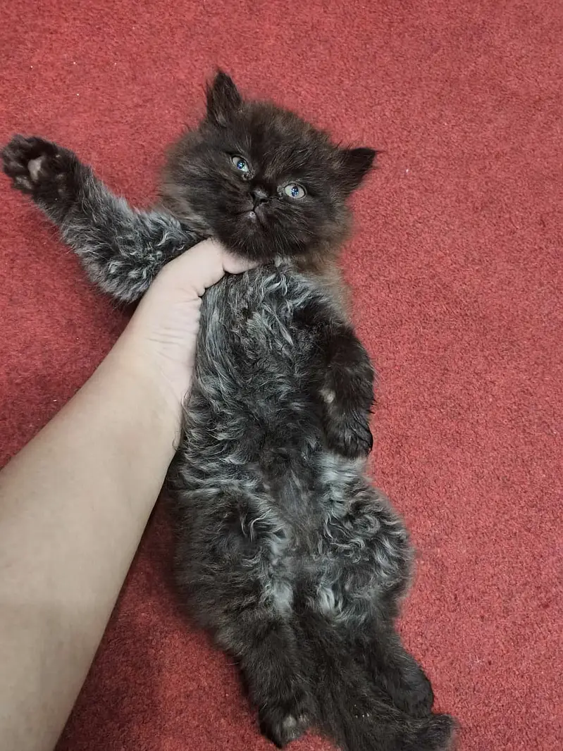 pure Persian Kittens | Triple Coat | Odd Eye | Punch Face_ fluffy cute — photo 3