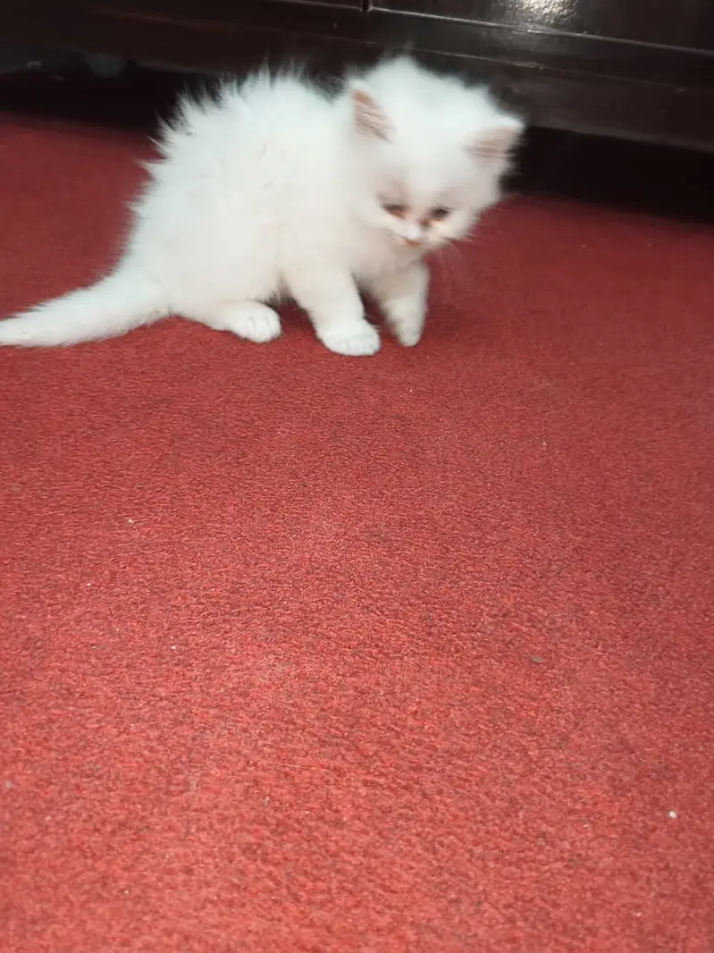 pure Persian Kittens | Triple Coat | Odd Eye | Punch Face_ fluffy cute — photo 4