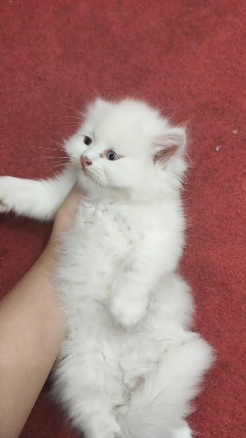 pure Persian Kittens | Triple Coat | Odd Eye | Punch Face_ fluffy cute — photo 5