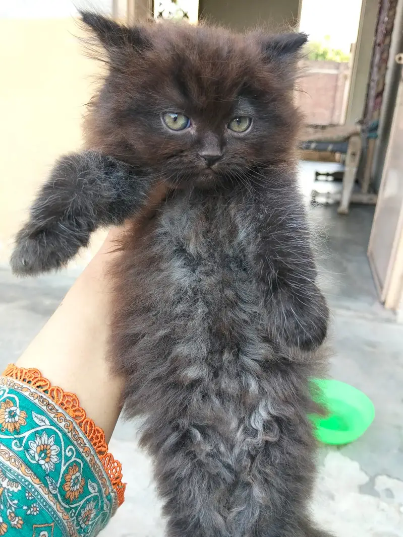 pure Persian Kittens | Triple Coat | Odd Eye | Punch Face_ fluffy cute — photo 6