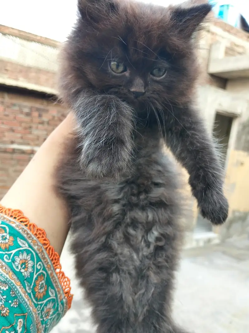 pure Persian Kittens | Triple Coat | Odd Eye | Punch Face_ fluffy cute — photo 7