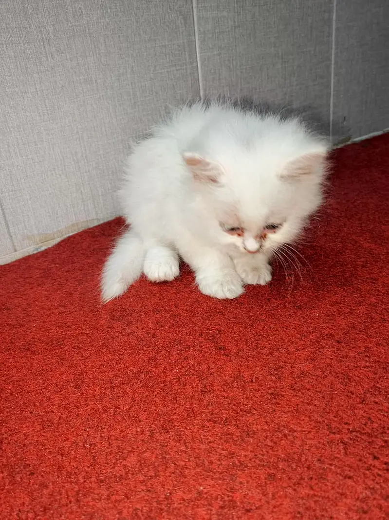 pure Persian Kittens | Triple Coat | Odd Eye | Punch Face_ fluffy cute — photo 8