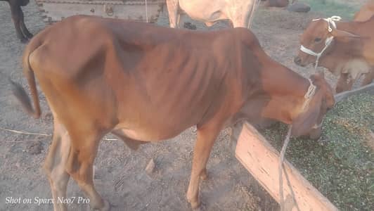 bachra for sell