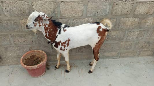 barbari bakra