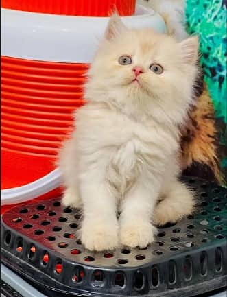 Persian Kittens | Triple Coated | Beautiful & Fluffy