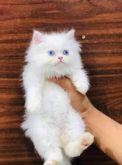 Persian Kittens | Triple Coated | Beautiful & Fluffy