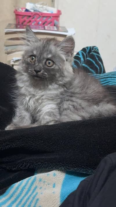 Vaccinated, Litter trained, 2-3 months old, extremely payfull kitten