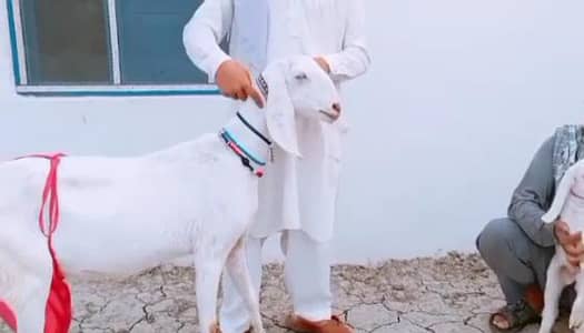 2 Bacchon ka Sath Rajanpuri Bakri __ 03247915246