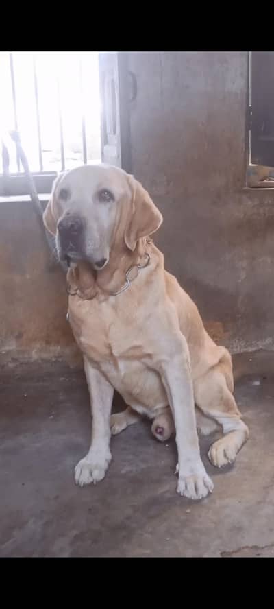 KCP Pedigree  Male