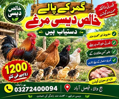 Desi golden misri pathy for sale