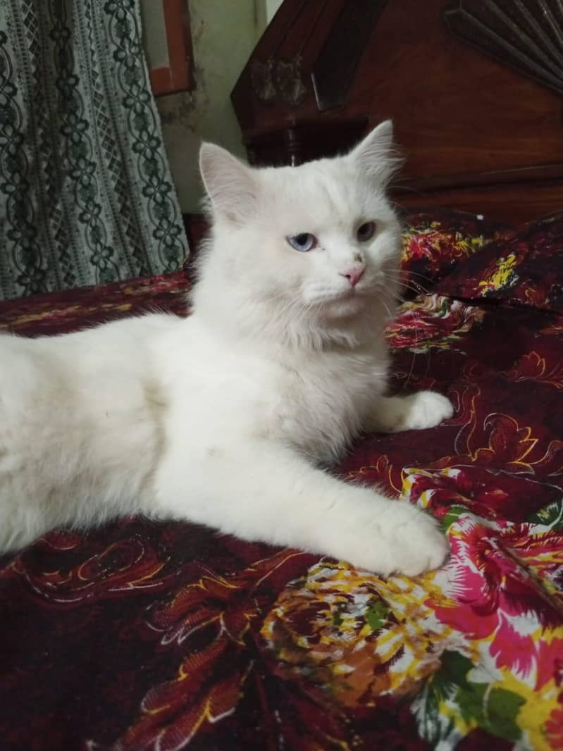 Persian Cat 0