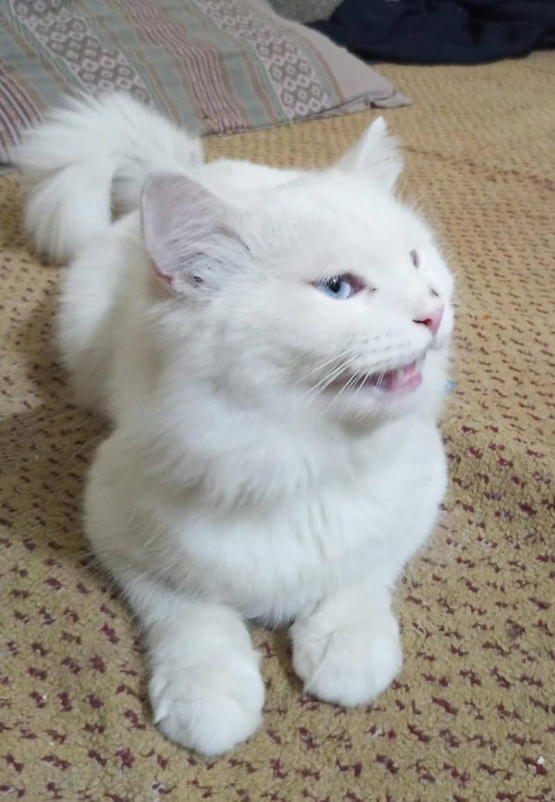 Persian Cat 1