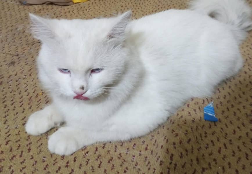 Persian Cat 2