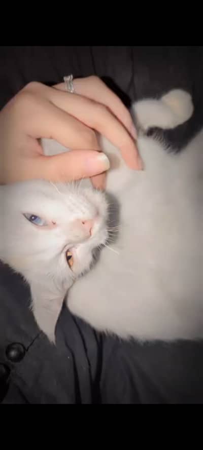 Single coated Persian cat with odd eyes. . . .