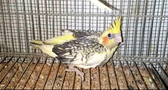 V-Pied Cream Cocktail Chick