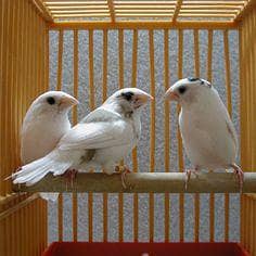 White Banglies Breeder