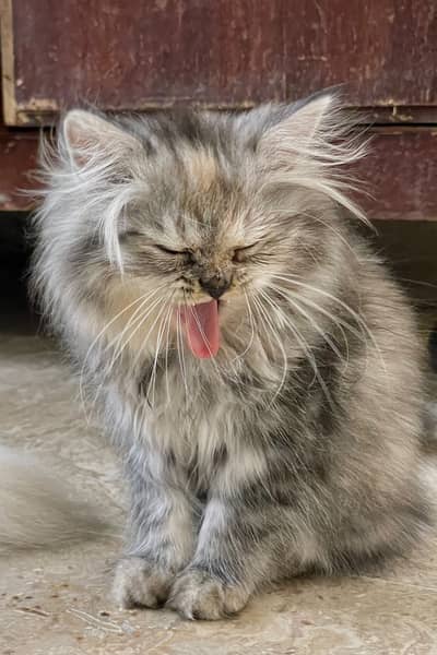 Cats for sale