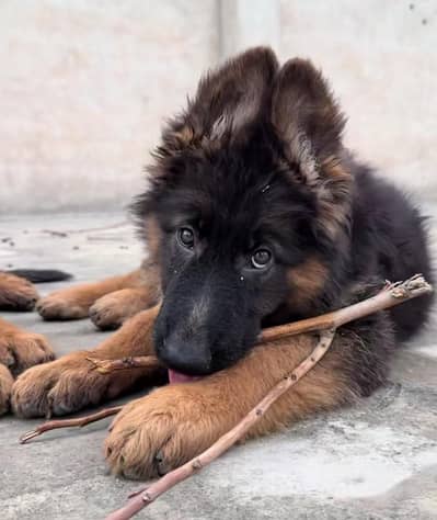German shepherd puppies for sale healthy