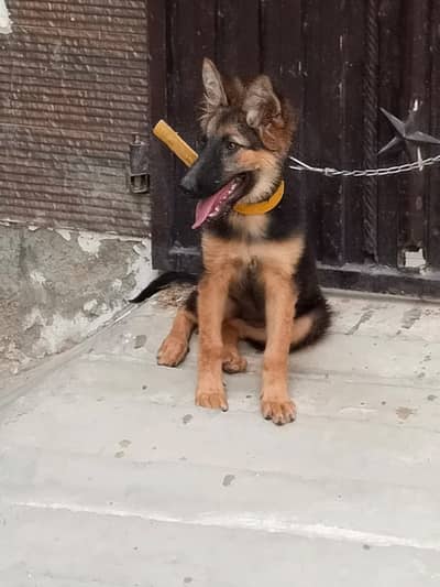 Gender female Age 6 months