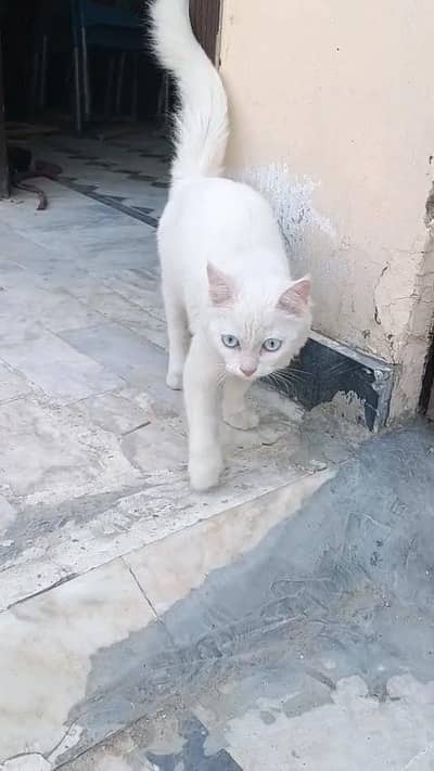 3 Months Old Persian Kitten | Beautiful Blue Eyes | Litter Trained