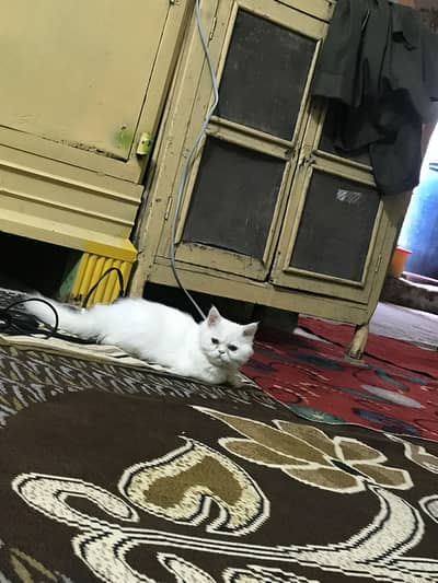 White doll face persion cat