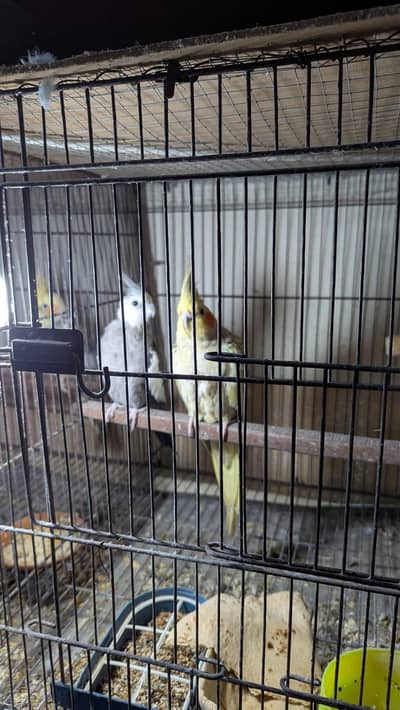 cocktail Full breeder pair urgent sale