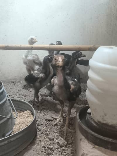 chicks For sale