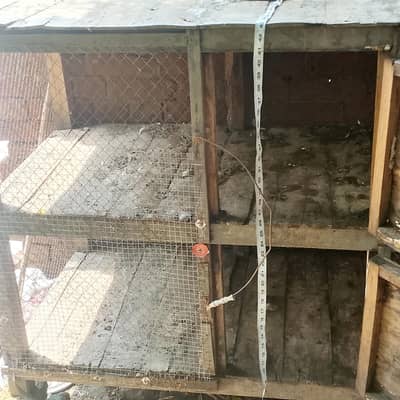 Birds Cage
