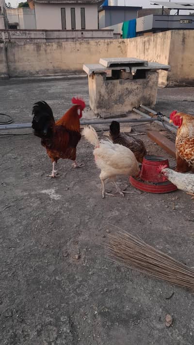 misri egg laying 2 males 5 females