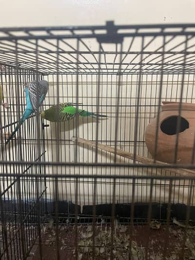 Budgies breeder pairs