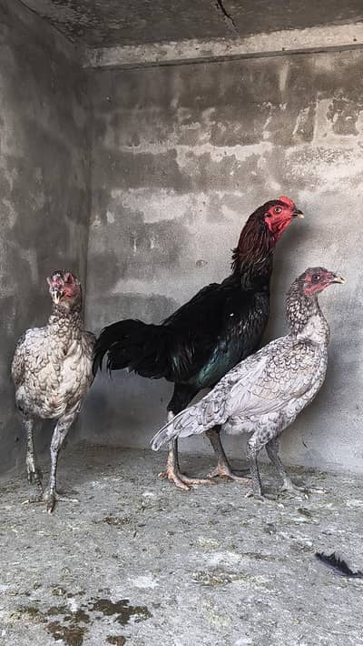 urgent for sale