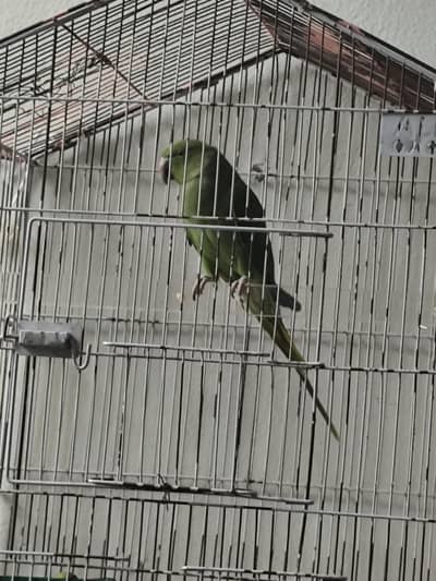 Talking parrot urgent sale