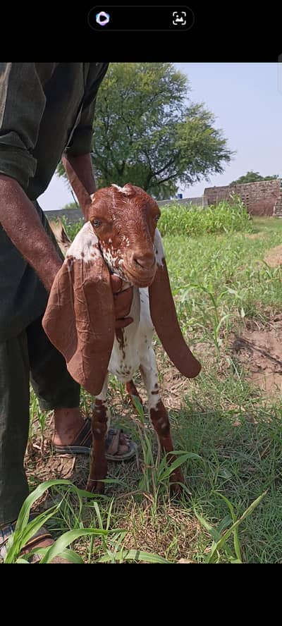 Makhi cheena Breeder pair Forsale age 6 month