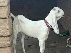 Beetle bakri for sale | rajanpuri bakri gaban | Makkhi Chini bakri
