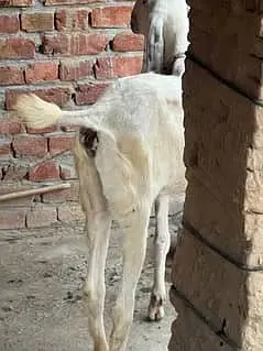 Beetle bakri for sale | rajanpuri bakri gaban | Makkhi Chini bakri — photo 2