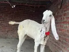 Beetle bakri for sale | rajanpuri bakri gaban | Makkhi Chini bakri — photo 3