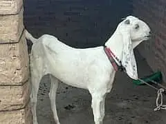 Beetle bakri for sale | rajanpuri bakri gaban | Makkhi Chini bakri — photo 4