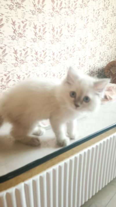 Himalayan Persian Cat Triple Coated