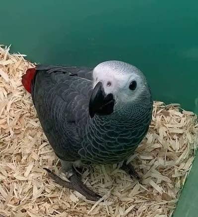 African grey parrot chik 03418561122