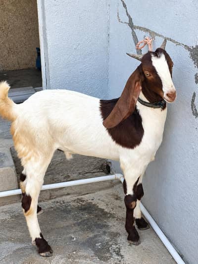 Bakra jori pair Qurbani 2027