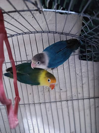 Love Birds