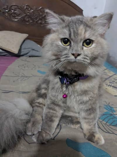 A  cute Persian cat
